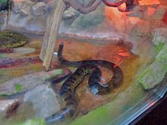 149 BIO PARC DE DOUE LA FONTAINE 2- 2016_000051